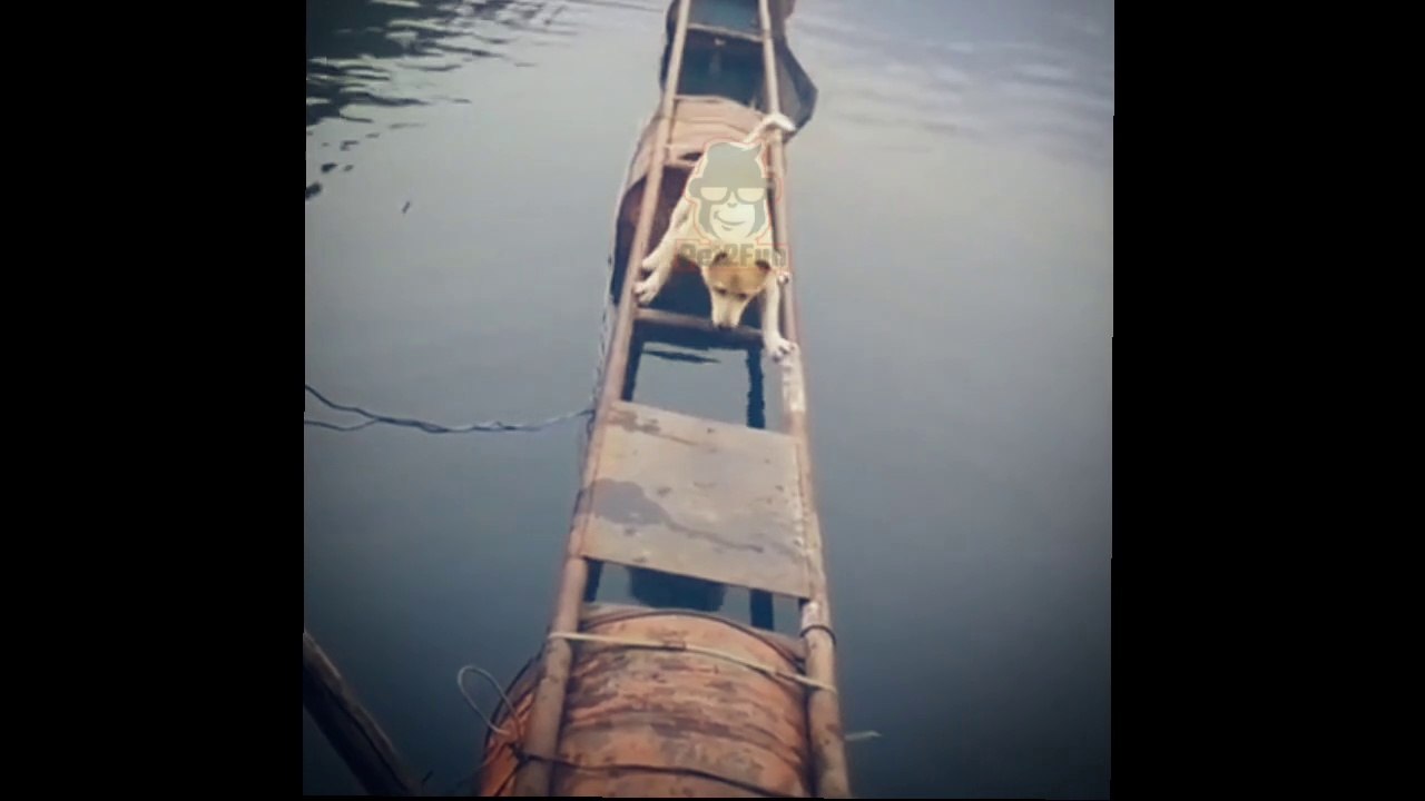 Funny Dogs You ever watched! - Try Not To Laugh