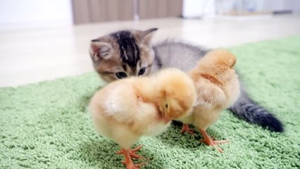 60.Kitten Kiki is sleepy, but the chicks wake her up