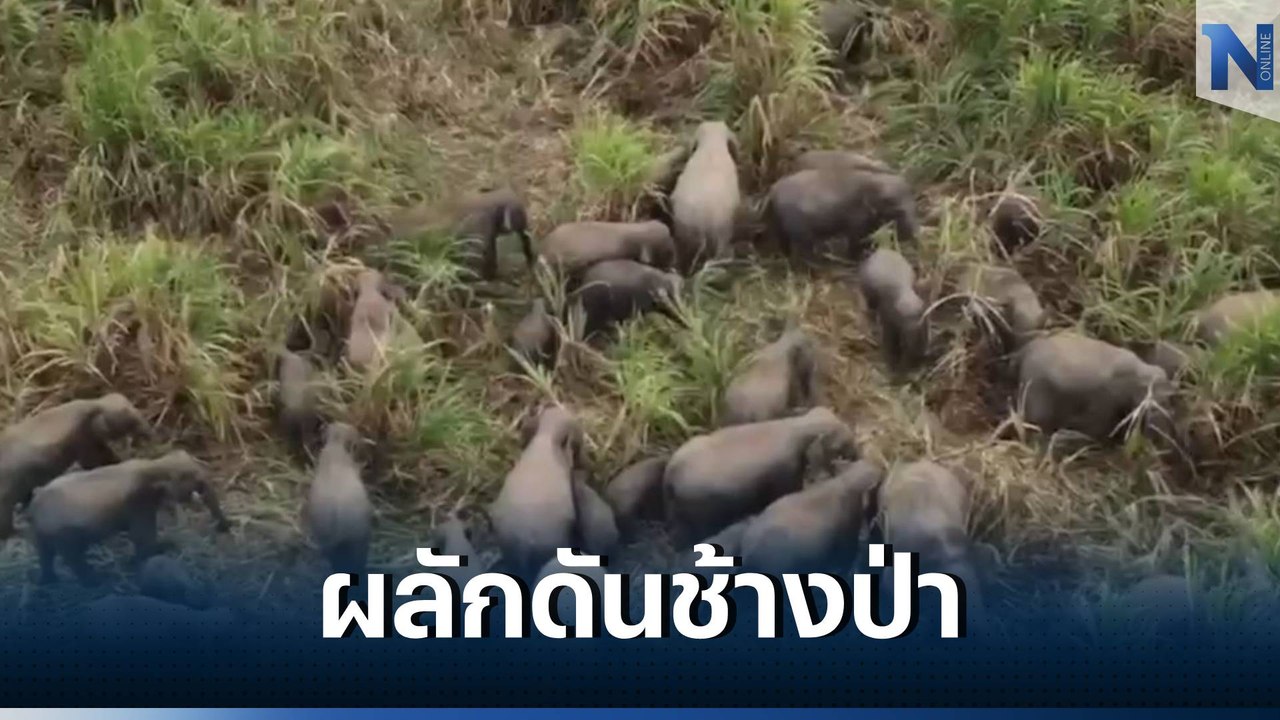 ผู้ว่าฯ ปราจีน ลงพื้นที่ผลักดันช้างป่า มากกว่า 100 ตัว ยกโขลงพังไร่ชาวบ้าน (คลิป)