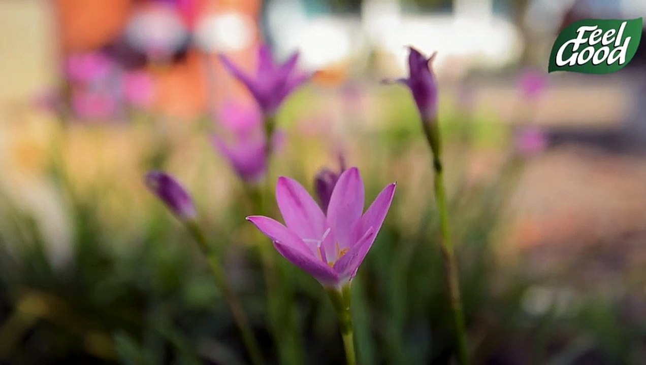 Flower Feel video Dailymotion