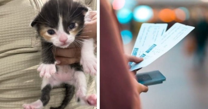 Cette compagnie aérienne offre des billets d'avion contre l'adoption d'un chaton