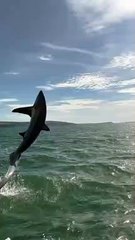 Thresher shark in Cardigan Bay