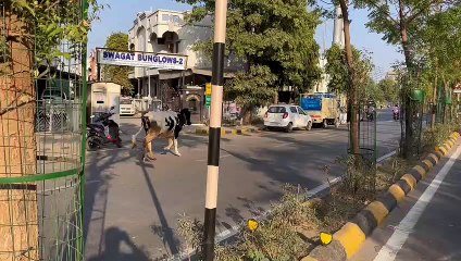 Video... सडक़ पर भटकते मवेशी की चपेट में मां बेटी जख्मी