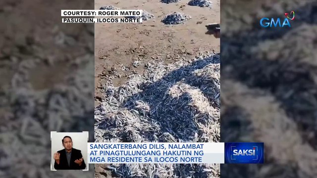 Sangkaterbang dilis, nalambat at pinagtulungang hakutin ng mga residente sa Ilocos Norte | Saksi