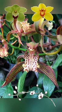 Orchids show in Sikkim from March