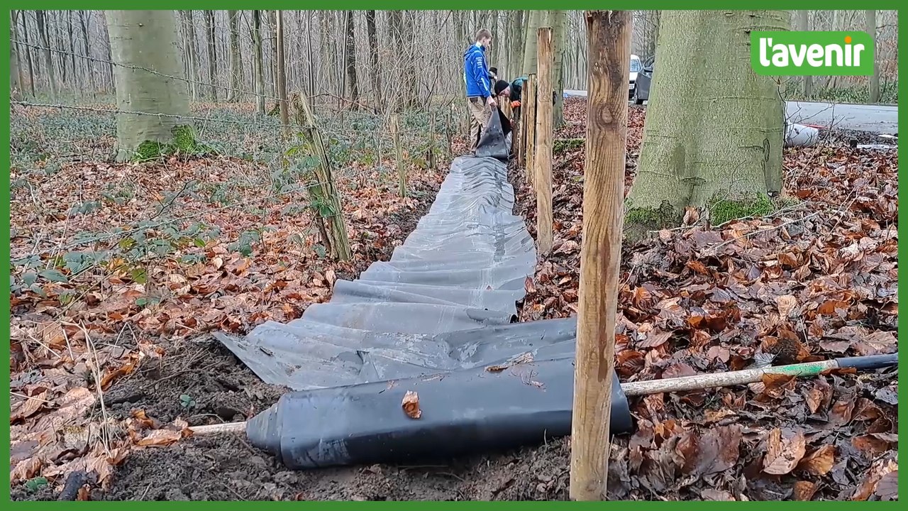 Des passages à batraciens le long du bois de Howardies (Brunehaut)