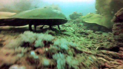 Descargar video: #weired things#wild animal fights#interesting facts A Strange sea animal seen in Philippines