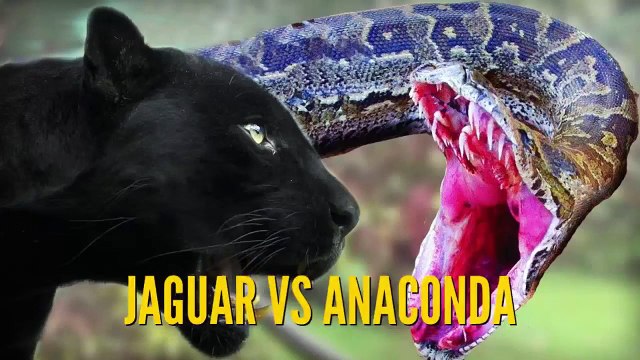 Anaconda VS Jaguar Best animals fights with wild 2016 animals lion tiger bear attack