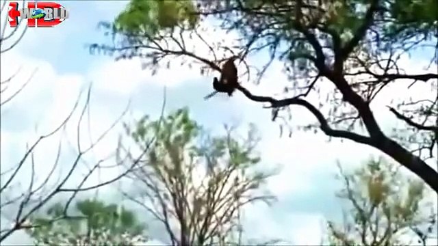 biggest wild animal fights Best animals fights with wild 2016 animals lion tiger bear attack