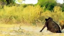 Buffalo Attacks Lion! Crazy Buffalo vs Lion Fight To Death - Animals Attack Compilation