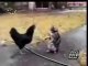 cat and hen animal Best animals fights  with wild 2016 animals lion tiger bear attack