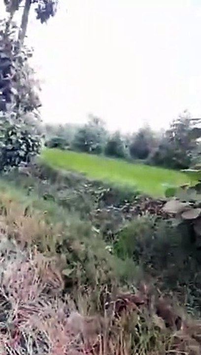 Cobra   King Cobra   Pair of Cobra   Cobra Mating   #shorts #shortvideo