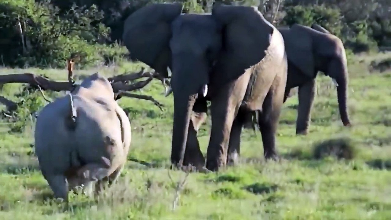 Elephant vs Rhino Fight Compilation - Elephant Shows Who's Boss - Wilde Animals Attack