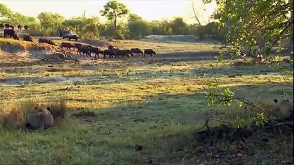 Gazelle Mother Trying Protect Her Children From The Eagle But Fail - Gazelle Vs Eagle Real Fight