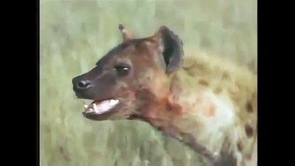 Hyena Attack Lion Best animals fights  with wild 2016 animals lion tiger bear attack