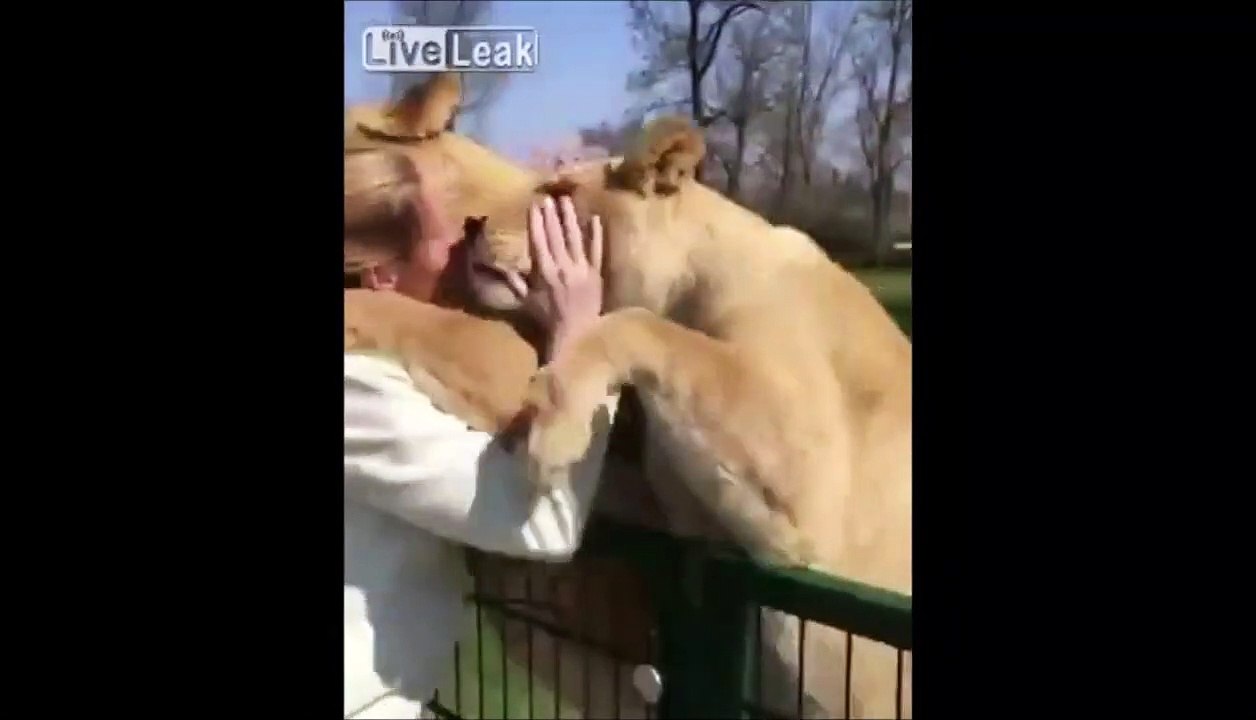 Ces 2 lions retrouvent leur dresseur après 7 ans... trop d'émotion