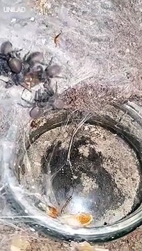 Une énorme araignée apporte le repas à ses petits... terrifiant