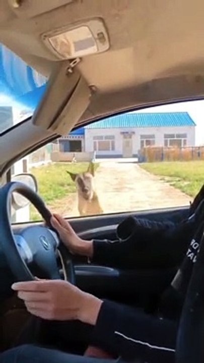 Try not to laugh Funny animals #shorts