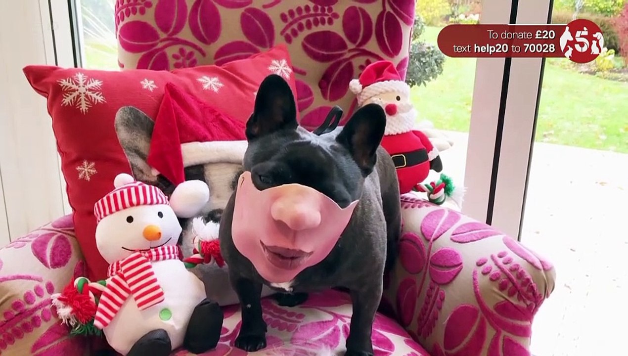 Funniest Ever Pets At Christmas For Help The Animals (06 Dec 2019)