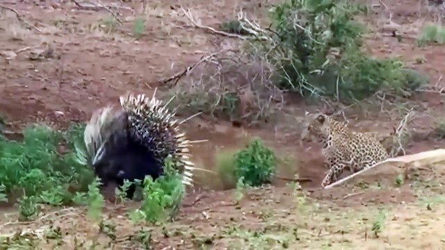 Leopard Takes On And Fights Porcupine - Porcupine vs Leopard - Wild Animals Attack