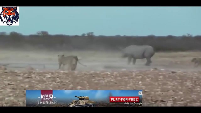 Lion vs Rhino Best animals fights with wild 2016 animals lion tiger bear attack