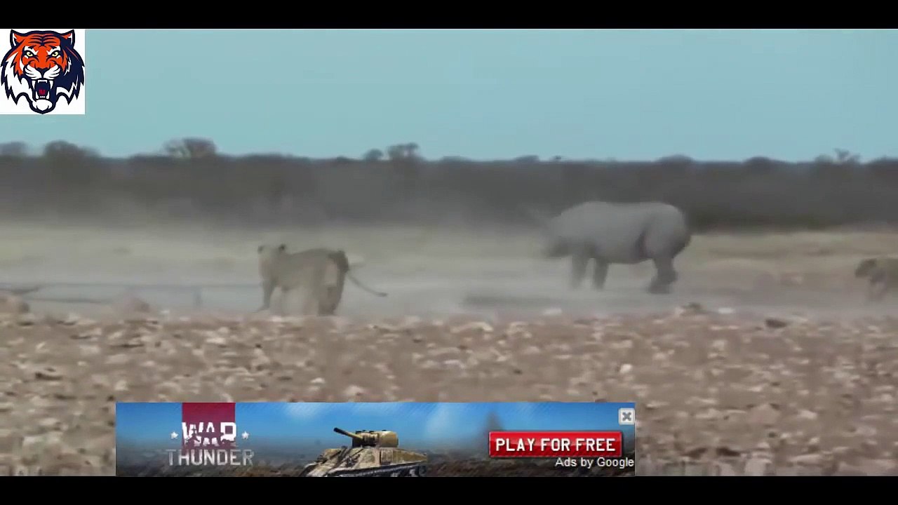 Lion vs Rhino Best animals fights  with wild 2016 animals lion tiger bear attack