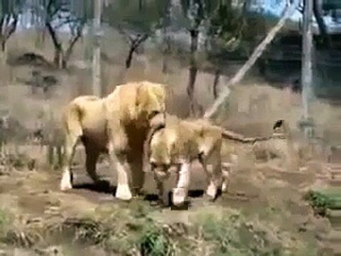 Lions Fight Lioness vs Lion Best animals fights with wild 2016 animals lion tiger bear attack
