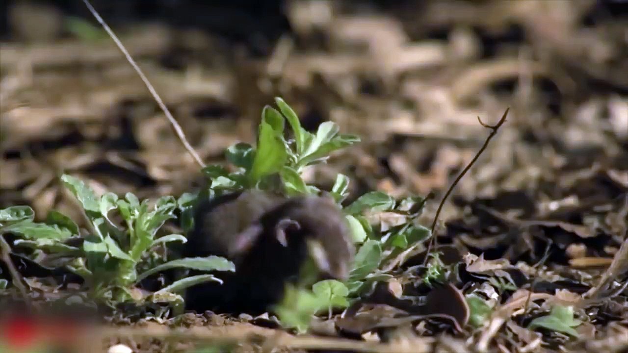 MONGOOSE VS KING COBRA - Mongoose To Take Down Snake For 2 Minutes - Amazing Wild Animals Attack
