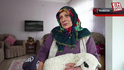Trabzon'da bir haftalık kuzuya çocukları gibi bakıyorlar