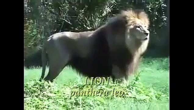 Tiger Vs Lion Best animals fights with wild 2016 animals lion tiger bear attack fight
