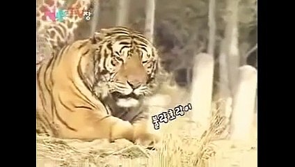 Tiger Vs Lion Best animals fights  with wild 2016 animals