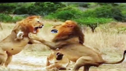 Top 5 Animals Fight Best animals fights  with wild 2016 animals lion tiger bear attack