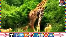 Wild animal hunting Best animals fights  with wild 2016 animals lion tiger bear attack  عالم الحيوان