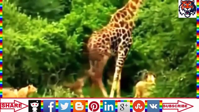 Wild animal hunting Best animals fights with wild 2016 animals lion tiger bear attack عالم الحيوان