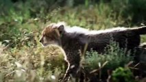 Wildebeest Fight Back Cheetah To Saves The Her Baby From The Door Of Death - Wildebeest Vs Cheetahs