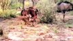 Awesome attack wild epic battle of wild dogs vs animals is not never lion buffalo warthog