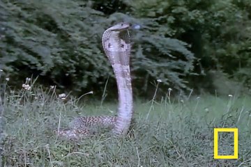 Cobra vs. Mongoose   National Geographic