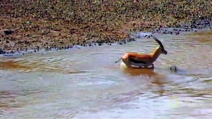 Croc Attack!   World's Deadliest