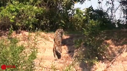crocodiles wait for leopard across the river harsh life