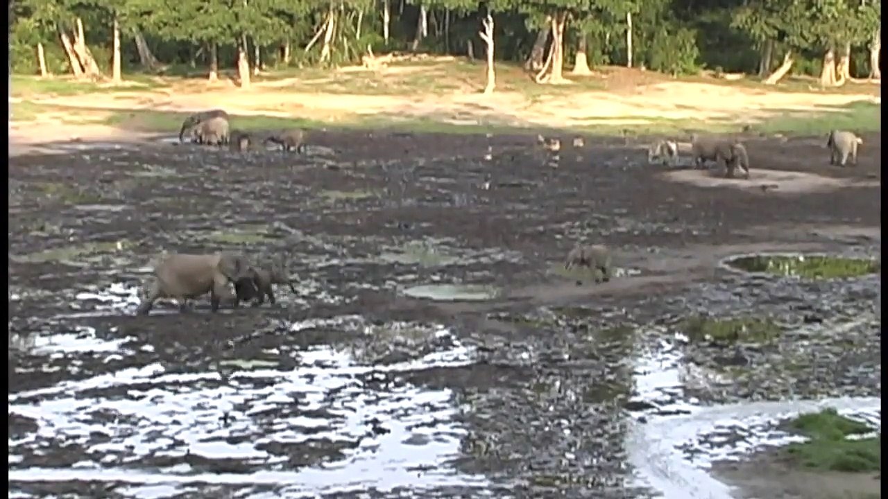 Elephant Reunited With Her Baby