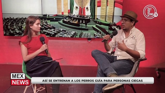 ASÍ SE ENTRENAN A LOS PERROS GUÍA PARA PERSONAS CIEGAS