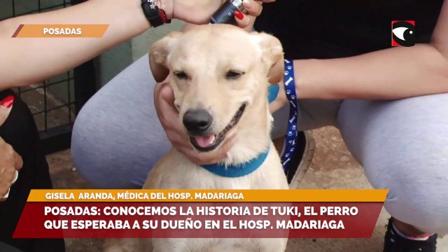 Posadas: conocemos la historia de tuki, el perro que esperaba a su dueño en el hosp. madariaga
