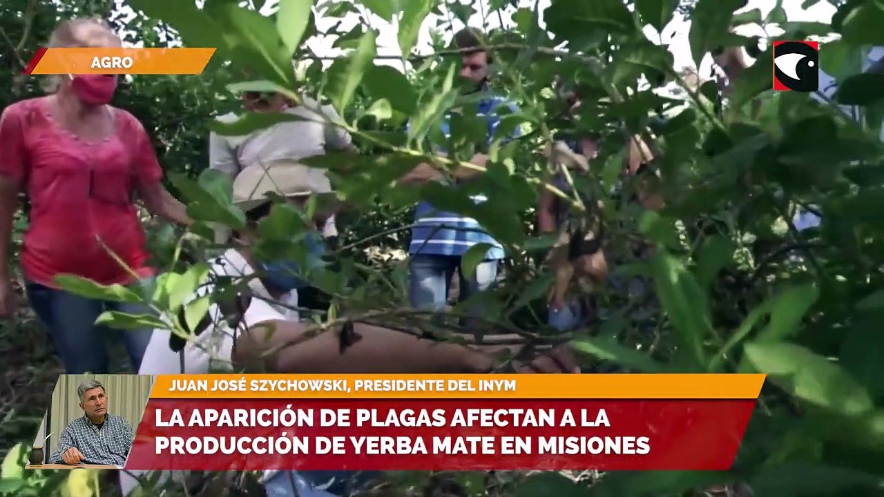 La aparición de plagas afectan a la producción de yerba mate en Misiones