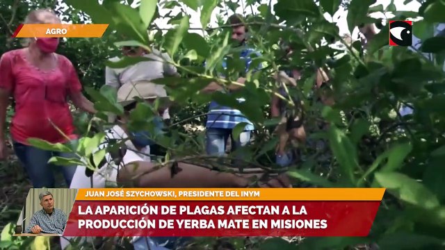 La aparición de plagas afectan a la producción de yerba mate en Misiones