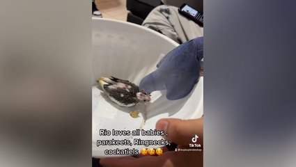 Adorable moment parrot gives baby bird a little ‘kiss’ on the head