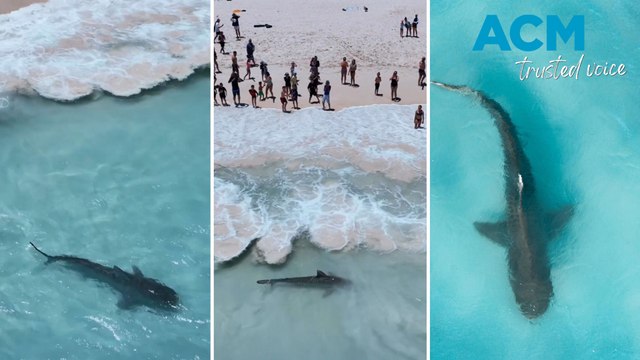 Tiger Shark swims in close to beachgoers at popular Western Australian swimming spot