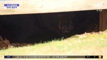 [와글와글] 미국 가정집 마당에서 겨울잠 자는 흑곰