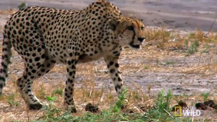 One Tough Warthog   Deadly Instincts