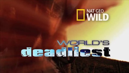 Python Eats Antelope   World's Deadliest