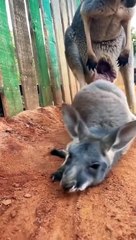 This baby kangaroo will make your day │ The Animal Planet